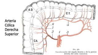 Arteria
Cólica
Derecha
Superior
 