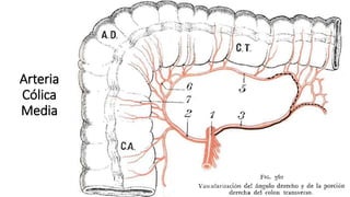 Arteria
Cólica
Media
 
