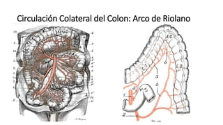 Circulación Colateral del Colon: Arco de Riolano
 