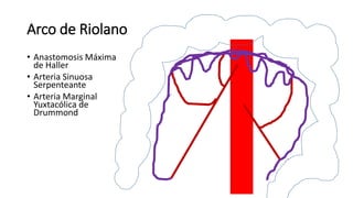 Arco de Riolano
• Anastomosis Máxima
de Haller
• Arteria Sinuosa
Serpenteante
• Arteria Marginal
Yuxtacólica de
Drummond
 