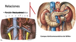 Relaciones
• Porción Retropancreatica
• Porción Preduodenal
• Porción Mesentérica
• Porción Terminal
Compaz Aórticomesentérico de Wilkie
• Porción Preduodenal• Porción Mesentérica
 