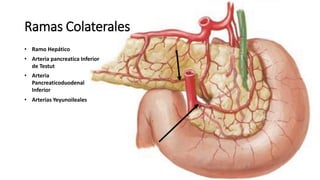 Ramas Colaterales
• Ramo Hepático
• Arteria pancreatica Inferior
de Testut
• Arteria
Pancreaticoduodenal
Inferior
• Arterias Yeyunoileales
 