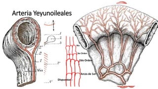 Arteria Yeyunoileales
Dispuestas de 12-16
Arcos de 1er
2do Orden
3er Orden
4to
 