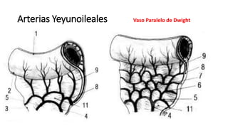 Arterias Yeyunoileales Vaso Paralelo de Dwight
 