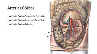 Arterias Cólicas
• Arteria Cólica Superior Derecha
• Arteria Cólica Inferior Derecha
• Arteria Cólica Media
 