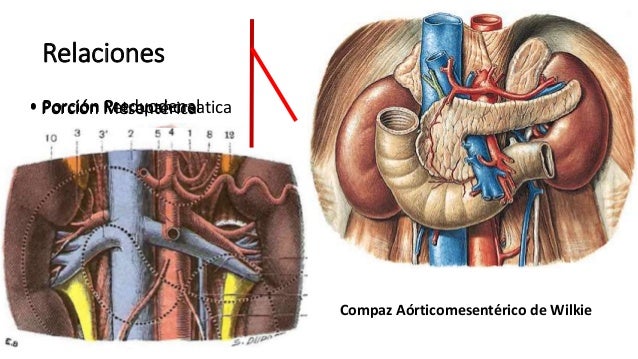 Anatomia Arteria Mesenterica Superior