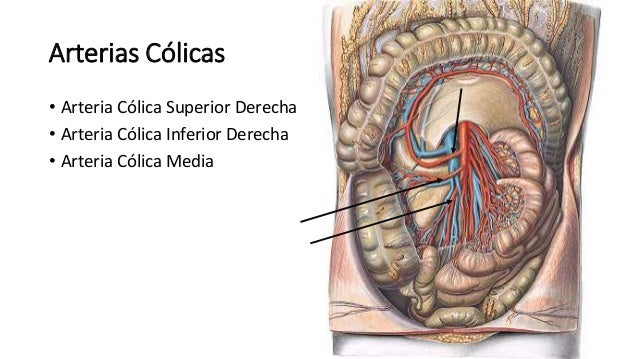 Anatomia Arteria Mesenterica Superior