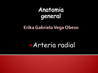  Arteria   radial
 