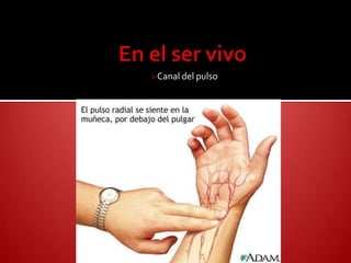 Canal del pulso
 