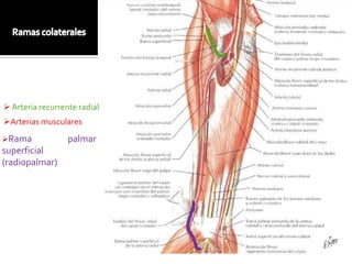  Arteria recurrente radial
Arterias musculares
Rama             palmar
superficial
(radiopalmar)
 