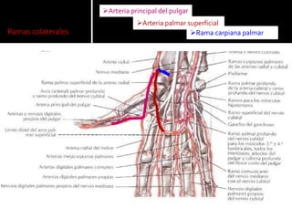 Arteria principal del pulgar
                               Arteria palmar superficial
Ramas colaterales                               Rama carpiana palmar
 