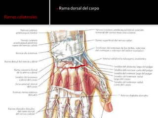 Rama dorsal del carpo

Ramas colaterales
 