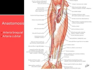Anastomosis

 Arteria braquial
Arteria cubital
 