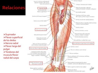Supinador
Flexor superficial
de los dedos
Nervio radial
Flexor largo del
pulgar
Tendones del
musculo flexor
radial del carpo
 