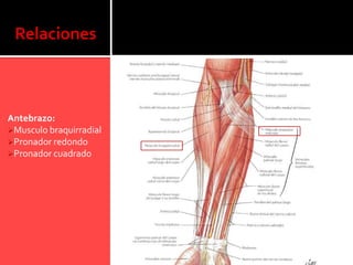 Relaciones



Antebrazo:
Musculo braquirradial
Pronador redondo
Pronador cuadrado
 
