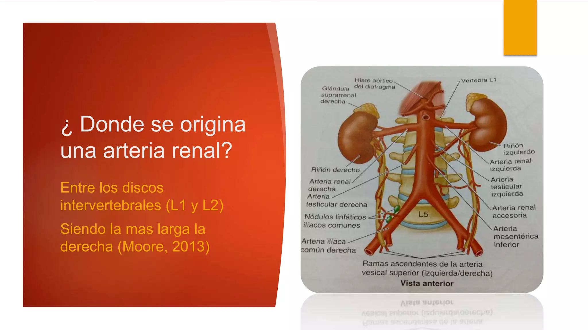 Arteria renal y su papel en su función 1 | PPTX