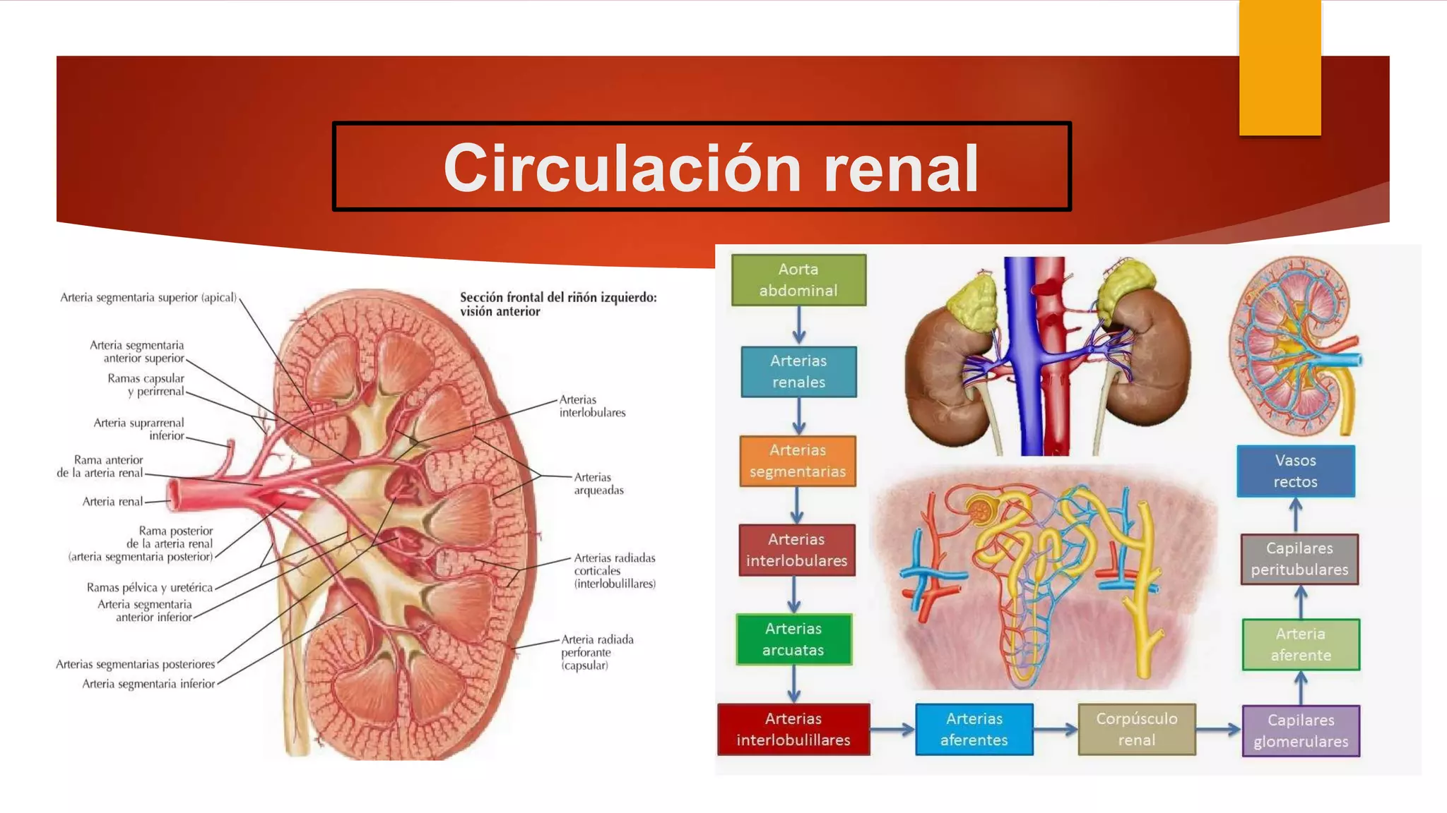 Arteria renal y su papel en su función 1 | PPTX