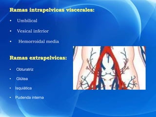 Ramas intrapelvicas viscerales:
• Umbilical
• Vesical inferior
• Hemorroidal media
Ramas extrapelvicas:
• Obturatriz
• Glútea
• Isquiática
• Pudenda interna
 