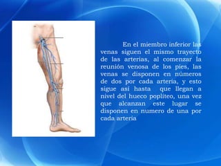 En el miembro inferior las
venas siguen el mismo trayecto
de las arterias, al comenzar la
reunión venosa de los pies, las
venas se disponen en números
de dos por cada arteria, y esto
sigue así hasta que llegan a
nivel del hueco poplíteo, una vez
que alcanzan este lugar se
disponen en numero de una por
cada arteria
 