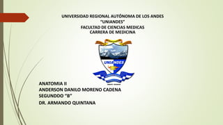 UNIVERSIDAD REGIONAL AUTÓNOMA DE LOS ANDES
“UNIANDES”
FACULTAD DE CIENCIAS MEDICAS
CARRERA DE MEDICINA
ANATOMIA II
ANDERSON DANILO MORENO CADENA
SEGUNDDO “B”
DR. ARMANDO QUINTANA
 