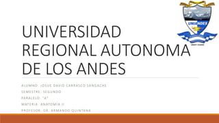 UNIVERSIDAD
REGIONAL AUTONOMA
DE LOS ANDES
ALUMNO: JOSUE DAVID CARRASCO SANGACHE
SEMESTRE: SEGUNDO
PARALELO: “A”
MATERIA: ANATOMIA II
PROFESOR: DR. ARMANDO QUINTANA
 