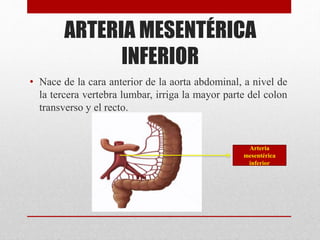 ARTERIAS DE LA AORTA ABDOMINAL Y MIEMBRO INFERIOR. | PPTX