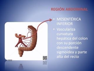Arterias | PPTX