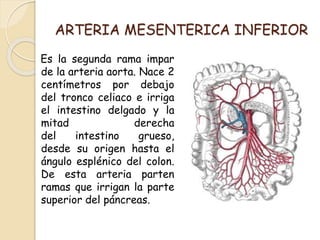 ARTERIA MESENTERICA INFERIOR
Es la segunda rama impar
de la arteria aorta. Nace 2
centímetros por debajo
del tronco celiaco e irriga
el intestino delgado y la
mitad derecha
del intestino grueso,
desde su origen hasta el
ángulo esplénico del colon.
De esta arteria parten
ramas que irrigan la parte
superior del páncreas.
 