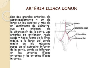 ARTERIA ILIACA COMUN
Son dos grandes arterias, de
aproximadamente 4 cm de
largo en los adultos y más de
un centímetro de diámetro,
que se originan de
la bifurcación de la aorta. Las
arterias se extienden hacia
abajo y hacia fuera de la línea
media, a lo largo del borde
medio de los músculos
psoas en el estrecho inferior
de la pelvis, donde se bifurcan
en las arterias ilíacas
externas y las arterias ilíacas
internas.
 