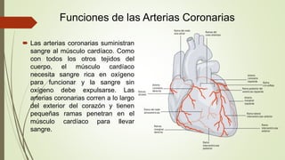 Cornualles Generoso grava Arterias coronarias, circulación sanguínea del corazón, y sus arterias