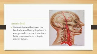 Arteria facial
• Rama de la carótida externa que
bordea la mandíbula y llega hasta la
cara, pasando cerca de la comisura
labial y terminando en el ángulo
interno del ojo.
 