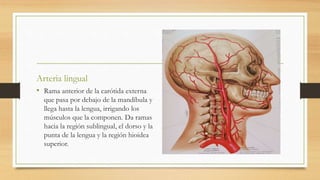 Arteria lingual
• Rama anterior de la carótida externa
que pasa por debajo de la mandíbula y
llega hasta la lengua, irrigando los
músculos que la componen. Da ramas
hacia la región sublingual, el dorso y la
punta de la lengua y la región hioidea
superior.
 