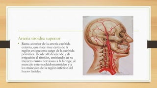 Arteria tiroidea superior
• Rama anterior de la arteria carótida
externa, que nace muy cerca de la
región en que esta surge de la carótida
primitiva. Desde allí desciende y da
irrigación al tiroides, emitiendo en su
trayecto ramas nerviosas a la laringe, al
musculo esternocleidomastoideo y a
los músculos de la región inferior del
hueso hioides.
 
