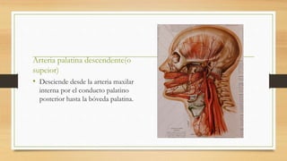 Arteria palatina descendente(o
supeior)
• Desciende desde la arteria maxilar
interna por el conducto palatino
posterior hasta la bóveda palatina.
 