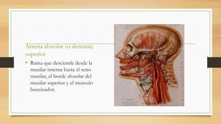 Arteria alveolar (o dentaria)
superior
• Rama que desciende desde la
maxilar interna hasta el seno
maxilar, el borde alveolar del
maxilar superior y el musculo
buccinador.
 