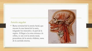 Arteria angular
• Rama terminal de la arteria facial, que
recorre la cara lateral de la nariz,
irrigando los músculos y la piel de la
región. Al llegar a la zona cercana a la
orbita, se une con la arteria nasal,
procedente de la arteria oftálmic, rama
de la carótida interna.
 