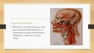 Arteria infraorbitaria
• Rama de la maxilar interna que sale
por el foramen infraorbitario y se
reparte por la región infraorbitaria,
uniéndose a ramas de la arteria
facial.
 