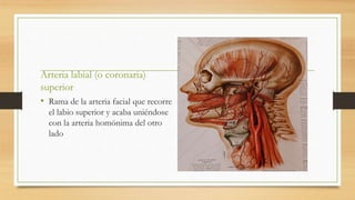 Arteria labial (o coronaria)
superior
• Rama de la arteria facial que recorre
el labio superior y acaba uniéndose
con la arteria homónima del otro
lado
 