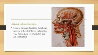 Arteria submentoniana
• Gruesa rama de la arteria facial que
recorre el borde inferior del maxilar
y da ramas para los musculos que
allí se insertan
 