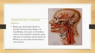 Arteria alveolar (o dentaria)
inferior
• Rama que desciende desde la
maxilar interna hasta llegar a la
mandíbula, en la que se introduce
atraves del conducto dentario, para
salir por el foramen mentoniana. Se
Bifurca en una rama mentoniana y
otra incisiva.
 