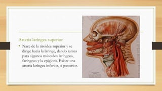 Arteria laríngea superior
• Nace de la tiroidea superior y se
dirige hacia la laringe, dando ramas
para algunos músculos laríngeos,
faríngeos y la epiglotis. Existe una
arteria laríngea inferior, o posterior.
 