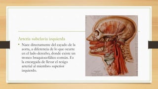 Arteria subclavia izquierda
• Nace directamente del cayado de la
aorta, a diferencia de lo que ocurre
en el lado derecho, donde existe un
tronco braquiocefálico común. Es
la encargada de llevar el resigo
arterial al miembro superior
izquierdo.
 