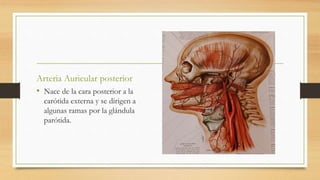 Arteria Auricular posterior
• Nace de la cara posterior a la
carótida externa y se dirigen a
algunas ramas por la glándula
parótida.
 
