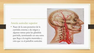 Arteria auricular superior
• Nace de la cara posterior de la
carótida externa y da origen a
algunas ramas para las glándula
parótida, terminando en una rama
que llega a la región mastoidea y
otra que va al pabellón auricular.
 