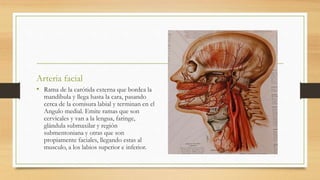 Arteria facial
• Rama de la carótida externa que bordea la
mandíbula y llega hasta la cara, pasando
cerca de la comisura labial y terminan en el
Angulo medial. Emite ramas que son
cervicales y van a la lengua, faringe,
glándula submaxilar y región
submentoniana y otras que son
propiamente faciales, llegando estas al
musculo, a los labios superior e inferior.
 