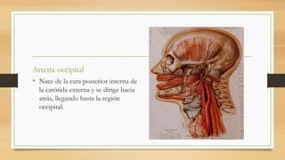 Arteria occipital
• Nace de la cara posterior interna de
la carótida externa y se dirige hacia
atrás, llegando hasta la región
occipital.
 