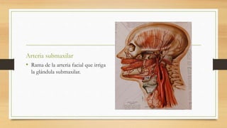 Arteria submaxilar
• Rama de la arteria facial que irriga
la glándula submaxilar.
 