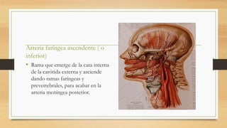 Arteria faríngea ascendente ( o
inferior)
• Rama que emerge de la cara interna
de la carótida externa y asciende
dando ramas faríngeas y
prevertebrales, para acabar en la
arteria meníngea posterior.
 