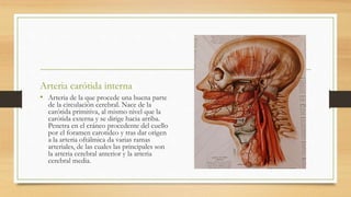 Arteria carótida interna
• Arteria de la que procede una buena parte
de la circulación cerebral. Nace de la
carótida primitiva, al mismo nivel que la
carótida externa y se dirige hacia arriba.
Penetra en el cráneo procedente del cuello
por el foramen carotideo y tras dar origen
a la arteria oftálmica da varias ramas
arteriales, de las cuales las principales son
la arteria cerebral anterior y la arteria
cerebral media.
 