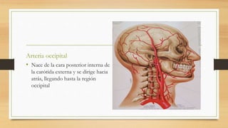 Arteria occipital
• Nace de la cara posterior interna de
la carótida externa y se dirige hacia
atrás, llegando hasta la región
occipital
 